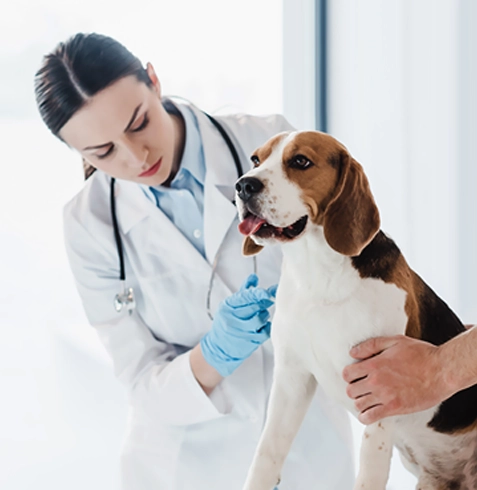 Yağcılar Veteriner